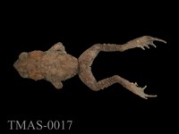 藏品(盤古蟾蜍)的圖片